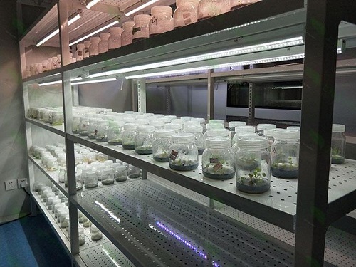 泗阳植物组织培养实验室设计建设方案
